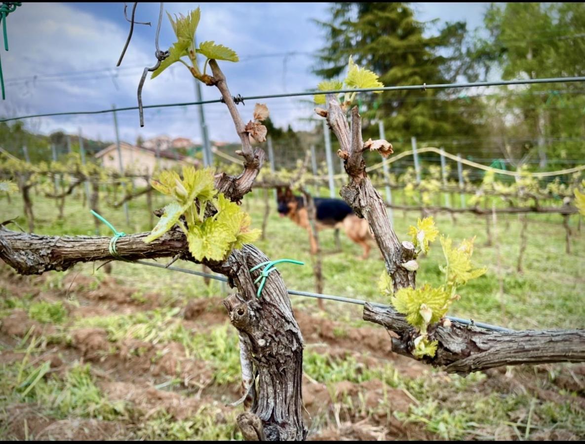 Donna Vittori - Borgo Agricolo Lejlighedshotel Paliano Eksteriør billede